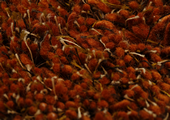 Ditali